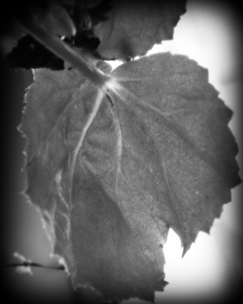Leaf in Black and White by daisymiller