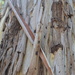 Tree Bark by gigiflower