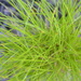 Native Grass by gigiflower
