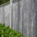 Fence needs painting by gigiflower