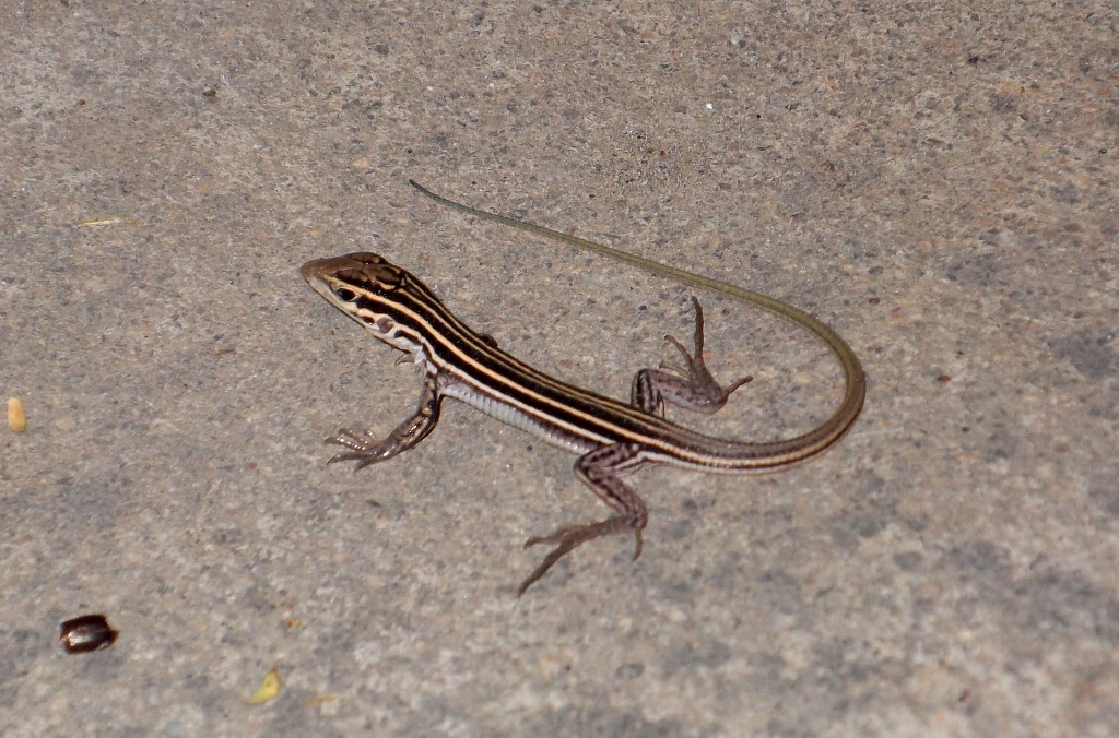 Another Lizard by kerristephens