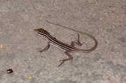 21st Sep 2010 - Another Lizard