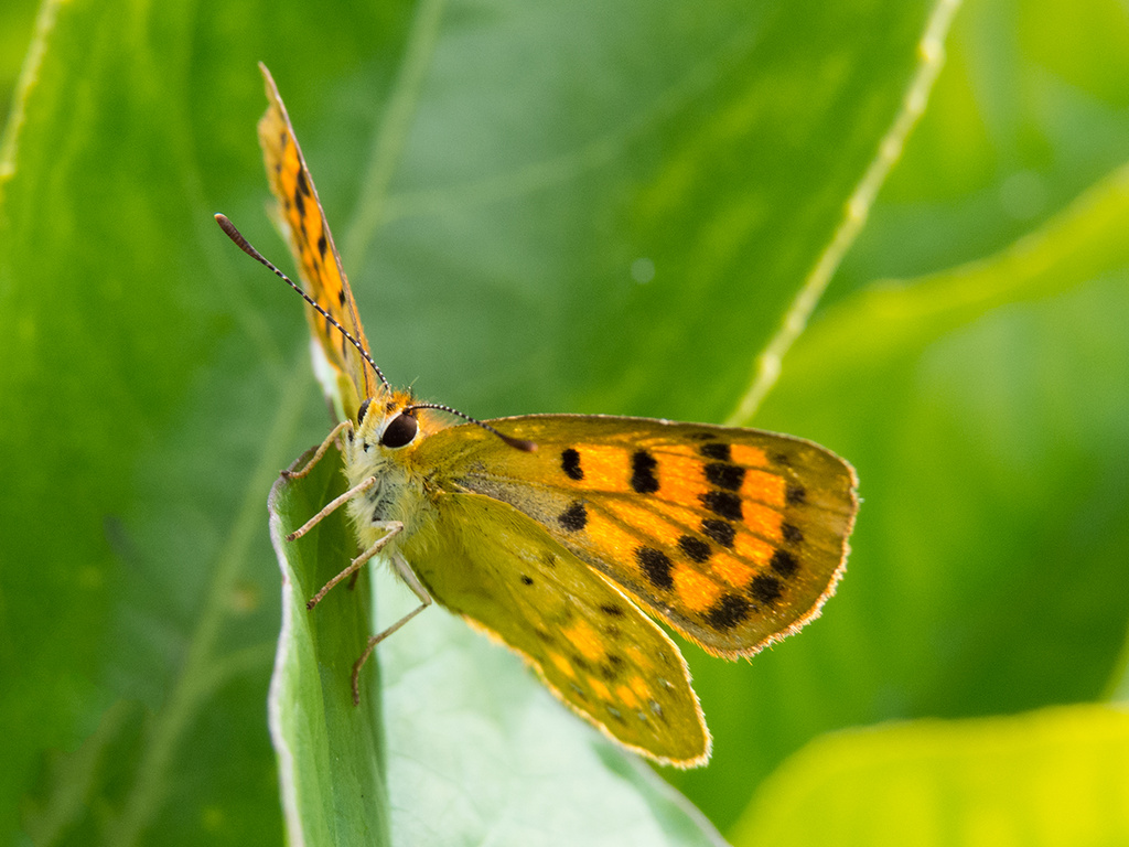 common copper butterfly by kali66