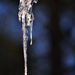 Icicle  by soboy5