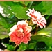 Kalanchoe Flowers by carolmw