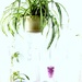 Spider plant by beryl