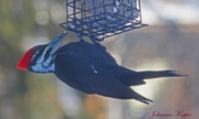 31st Jan 2014 - Pileated woodpecker