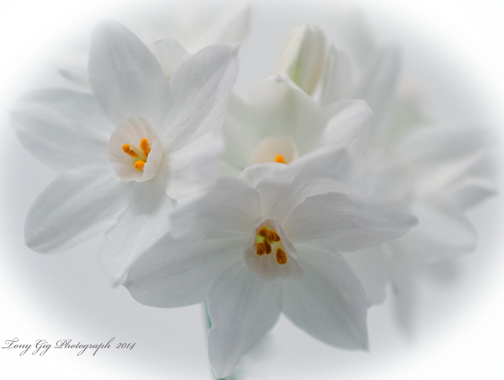 White Flowers by tonygig