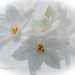 White Flowers by tonygig