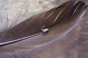 31st Jan 2014 - Water drop on a feather