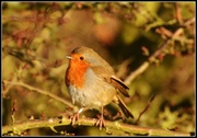 31st Jan 2014 - Another robin