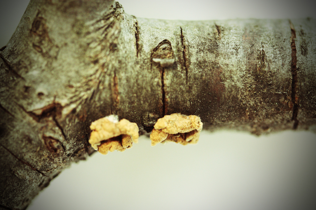 Bark and Fungi by mzzhope