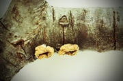 31st Jan 2014 - Bark and Fungi