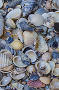 27th Jan 2014 - Shells