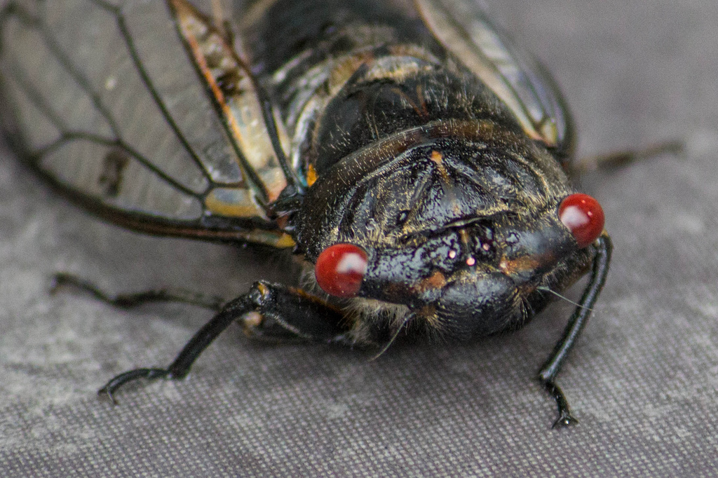 Cicada by goosemanning