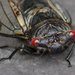 Cicada by goosemanning