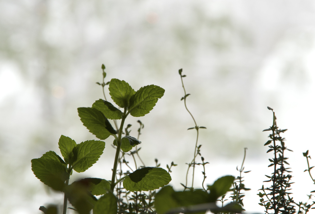 Herbs in the Window by houser934