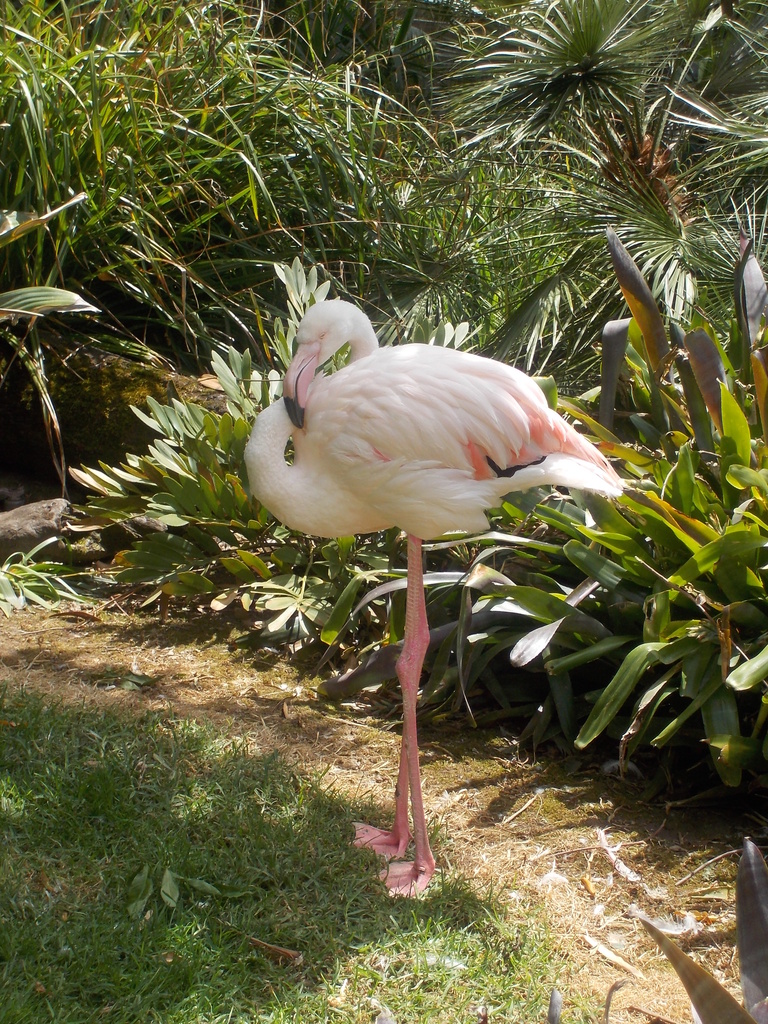 RIP 'Greater' the world's oldest Greater Flamingo by cruiser