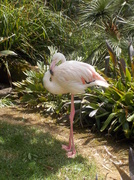 31st Jan 2014 - RIP 'Greater' the world's oldest Greater Flamingo