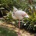 RIP 'Greater' the world's oldest Greater Flamingo by cruiser