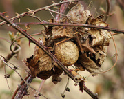 31st Jan 2014 - Nature amazes me