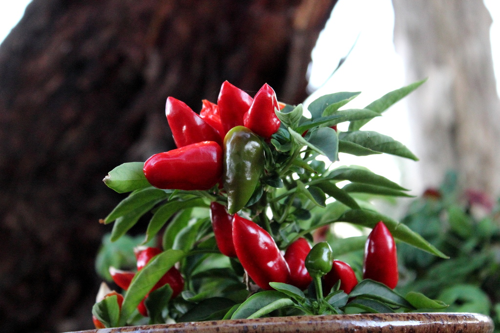"Red Hot Thai Chilli"... by tellefella