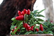 1st Feb 2014 - "Red Hot Thai Chilli"...