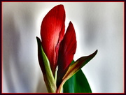 1st Feb 2014 - amaryllis flowers
