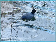 1st Feb 2014 - a cold bald coot on North Pond this morning
