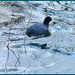 a cold bald coot on North Pond this morning by quietpurplehaze