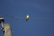 1st Feb 2014 - Yellow bird, you are more lucky than me ..