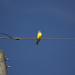 Yellow bird, you are more lucky than me .. by jamibann
