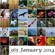 31st Jan 2014 - January 2014 Mosaic