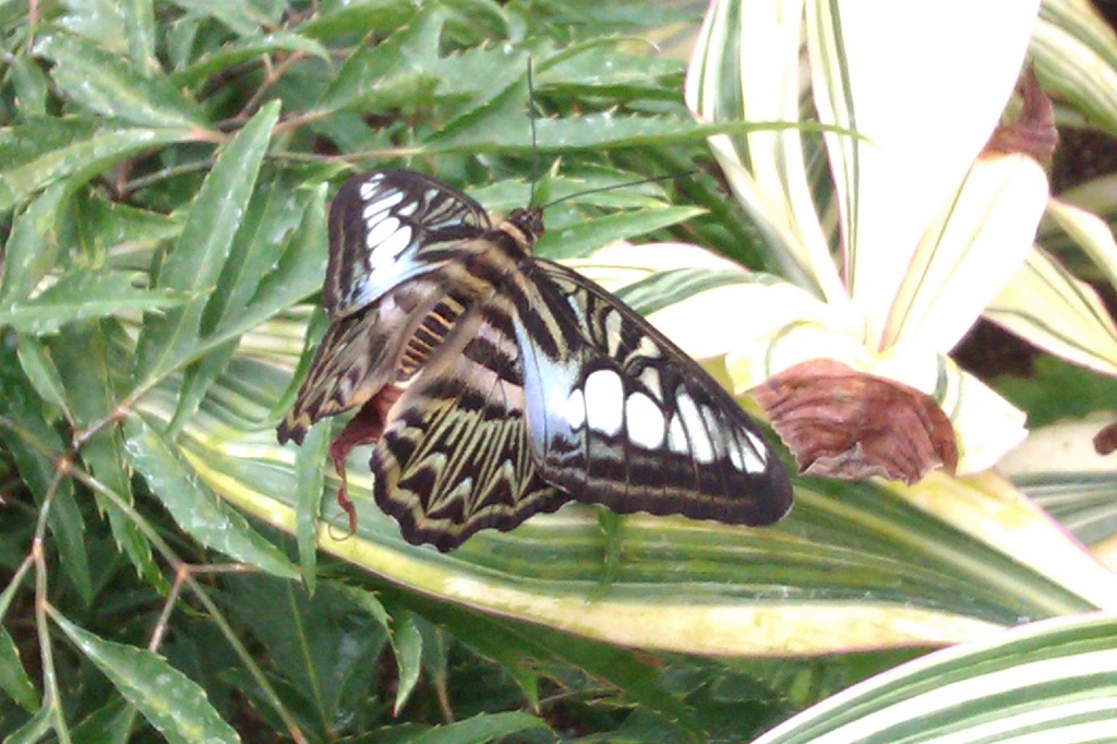 Butterfly  by jennymdennis