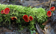 1st Feb 2014 - Scarlet Elf Cup Fungi