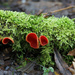 Scarlet Elf Cup Fungi by pcoulson