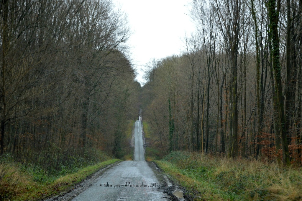 The road thru the forest by parisouailleurs