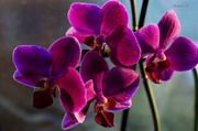 1st Feb 2014 - Orchid
