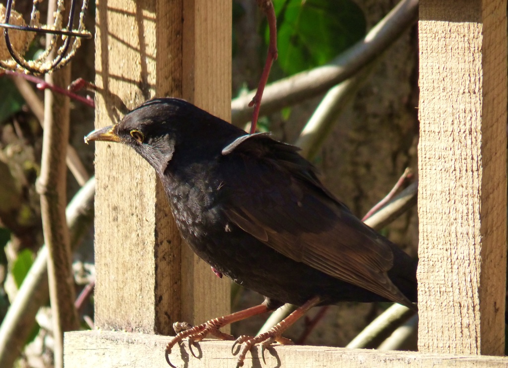 Blackbird again by lellie