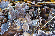 1st Feb 2014 - Rare frost