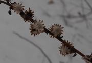 12th Jan 2014 - Snow Flowers