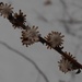 Snow Flowers by julie