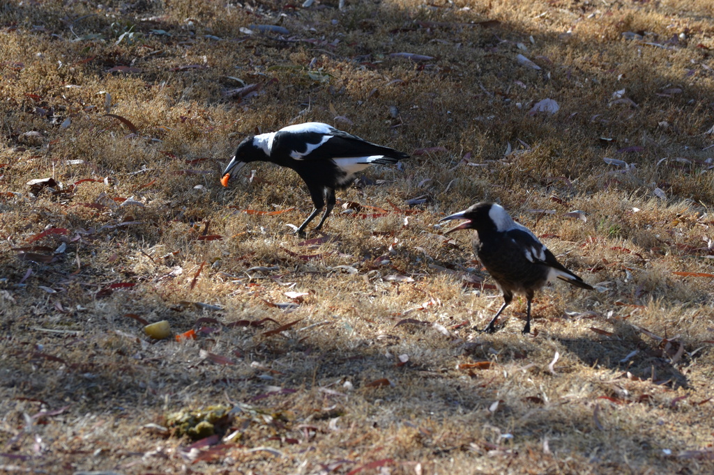 Magpies by dianeburns