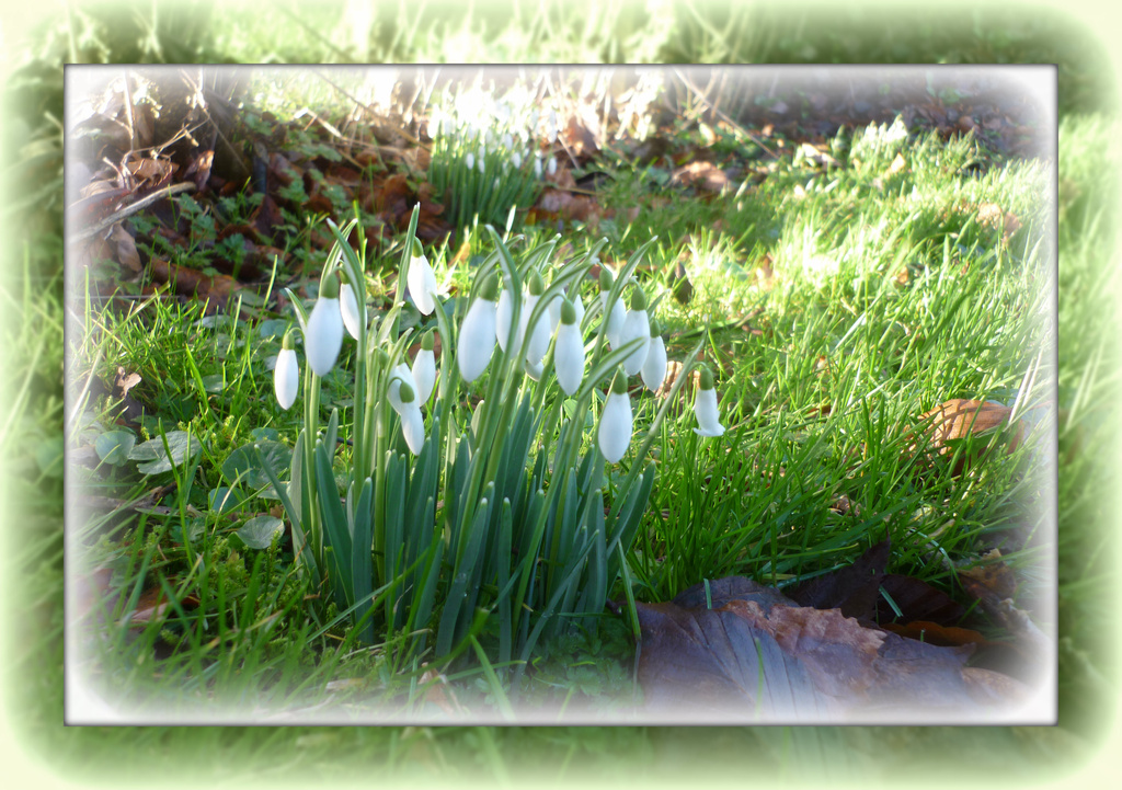 snowdrops by sarah19