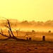 Misty sunrise by teodw