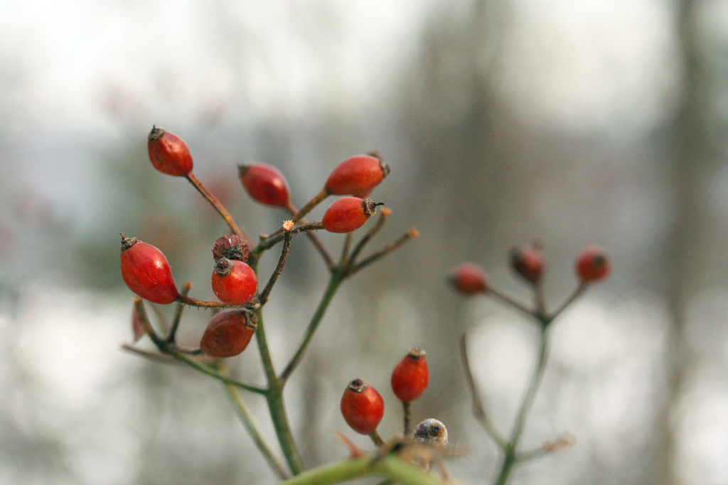 Rose Hips by mzzhope
