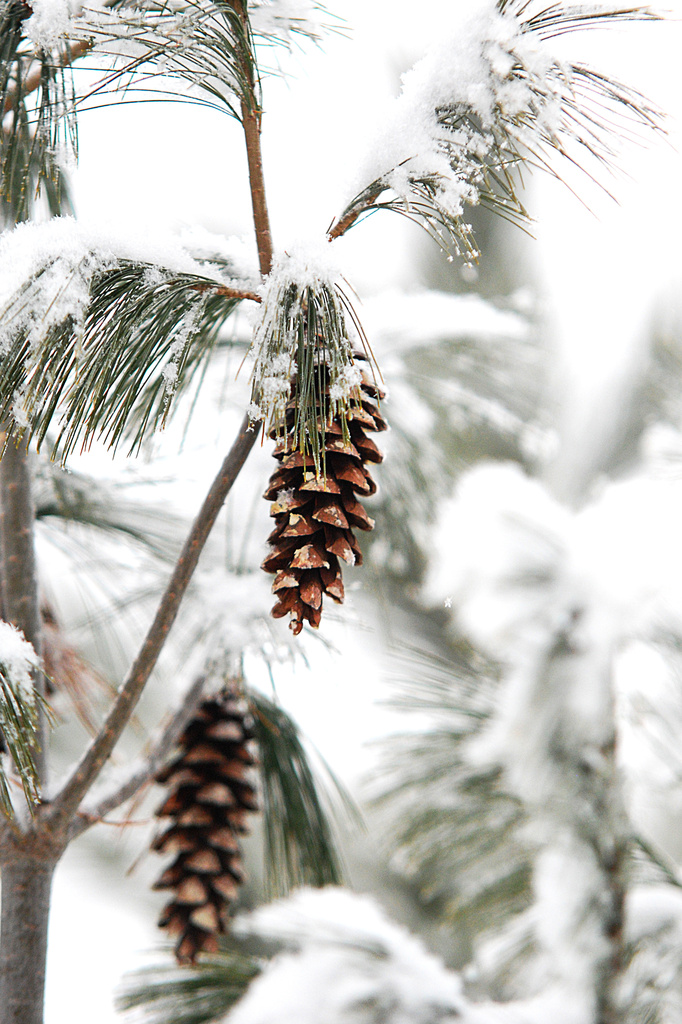 Winter pinecone! by fayefaye