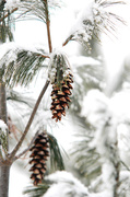 1st Feb 2014 - Winter pinecone!