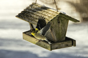 31st Jan 2014 - Goldfinch