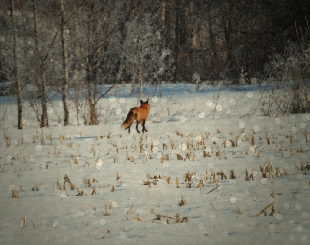 The Quick Red Fox by farmreporter